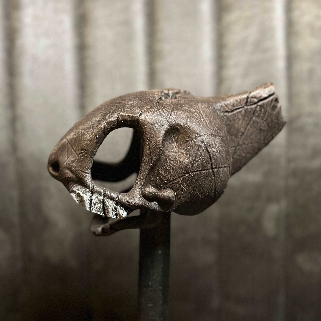 610 Skull