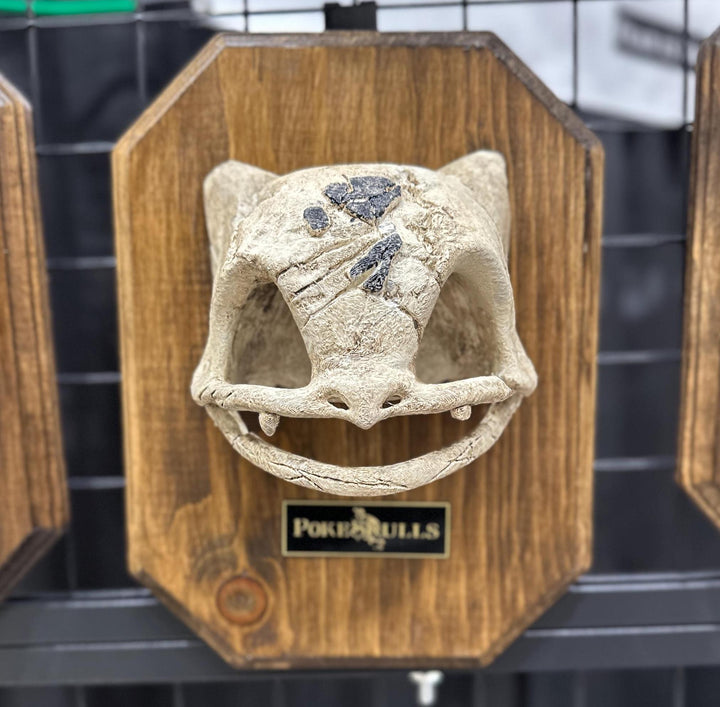 001 Skull Wall Plaque