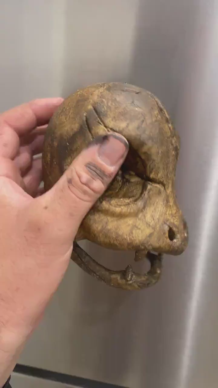 Charmander Skull